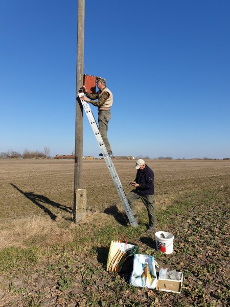 Szalakóta láda kihelyezése önálló oszlopra (Fotó: Lendvai Csaba) Szalakóta láda kihelyezése önálló oszlopra (Fotó: Lendvai Csaba)