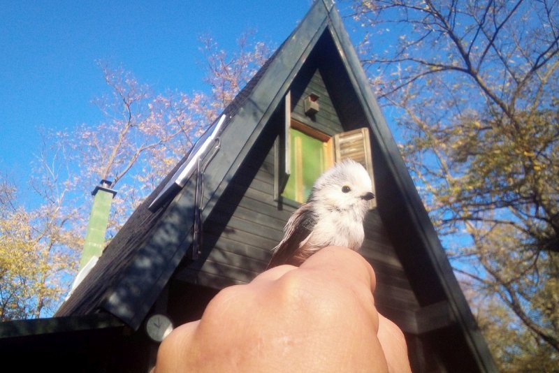 Osztrák gyűrűs Őszapó (Aegithalos caudatus) visszafogás Tömördön. Fotó Göncz István