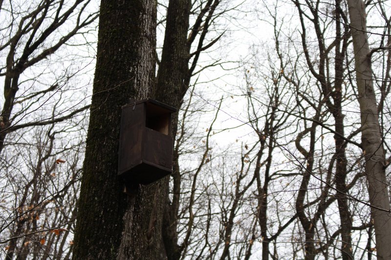 Új költőláda baglyoknak (Fotó: Tóth Boglárka) Új költőláda baglyoknak (Fotó: Tóth Boglárka)