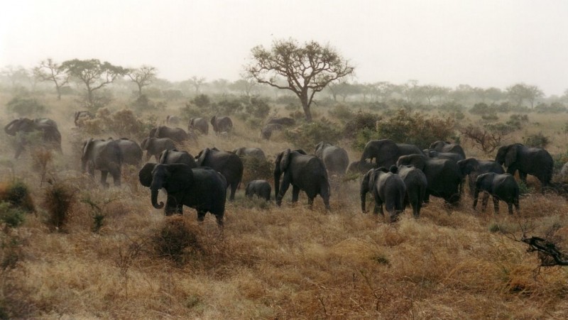 A Logone folyó csádi oldalán is élnek elefántok (fotó: mark12)