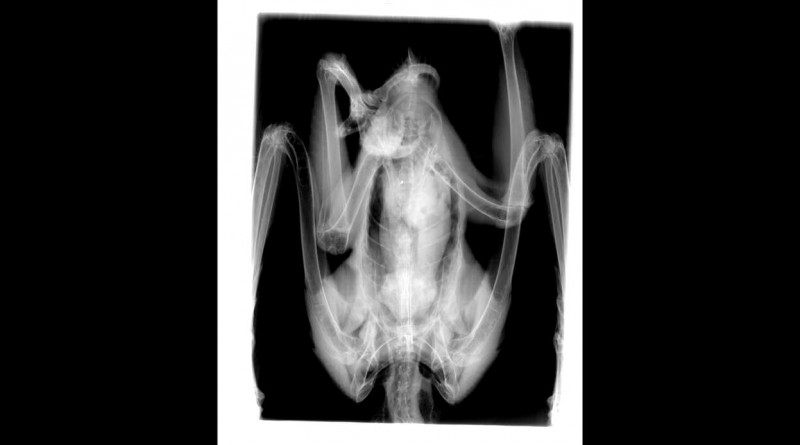 Meglőtt rétisas röntgenképe (Forrás: Fővárosi Állat- és Növénykert).