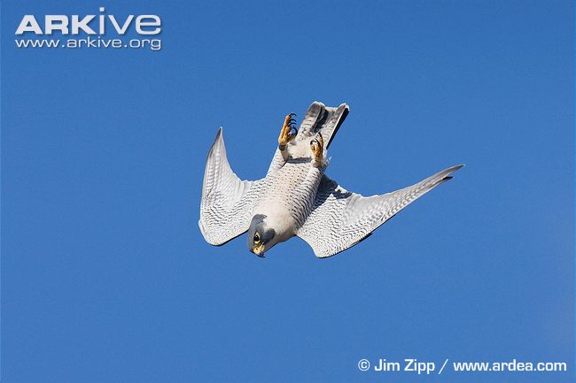 http://www.mme.hu/sites/default/files/images/stories/cikkek/20150302_Vilagrekordok/peregrine-falcon-at-the-top-of-a-stoop.jpg