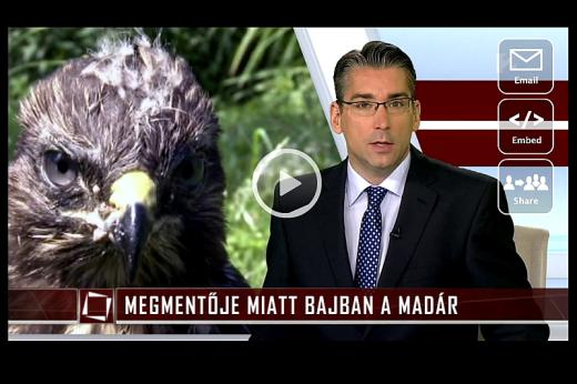 Egy sajnálatos, de tipikus példa a sok közül, amikor a jó szándék állatkínzáshoz, a"megmentett" madár megnyomorításához vezetett – tv2 Tények / 2015.06.29. (Forrás: tv.hu)