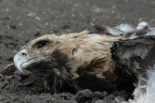 mérgezett parlagi sas (fotó: Horváth Márton) mérgezett parlagi sas (fotó: Horváth Márton)
