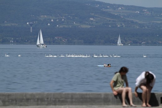 Bütykös hattyúk a Balatonon (Fotó: Orbán Zoltán). A nyár második felében a Balaton térségének 50 páros fészkelő bütykös hattyú állománya ...