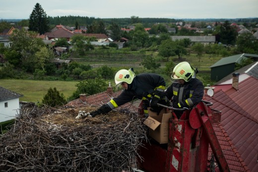 Gólyamentés (Fotó: Görögh Zoltán) Gólyamentés (Fotó: Görögh Zoltán)