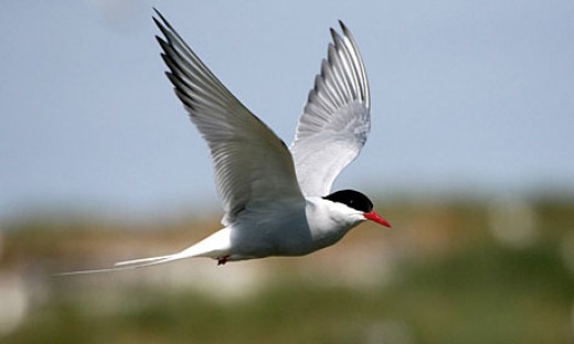 http://www.mme.hu/sites/default/files/styles/520xmagassag/public/field/image/an-arctic-tern-006.jpg?itok=2osu4lLa