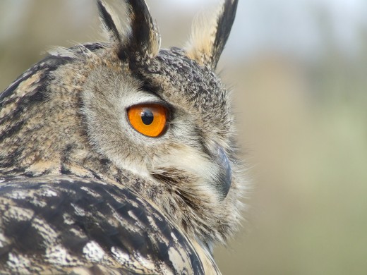 Uhu Forrás: https://commons.wikimedia.org/wiki/File:Bubo_bubo_portrait.jpg Uhu Forrás: https://commons.wikimedia.org/wiki/File:Bubo_bubo_portrait.jpg