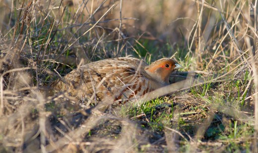 Fogoly (fotó: Mészáros József)