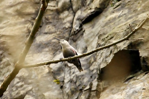 Az egyik ilyen faj ez az első pillantásra kolibrinak tűnő, valójában a Kárpát-medencét övező magashegységek sziklafalain fészkelő hajnalmadár, mely itt nem tipikus helyen, fán látható (Fotó: Orbán Zoltán).