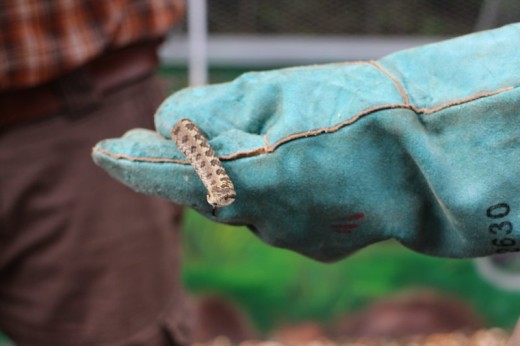Rákosi vipera Rákosi vipera