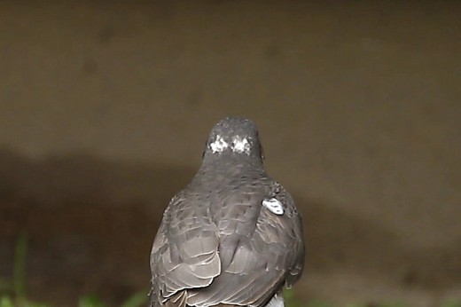 Karvaly tarkójának ál-szemfoltjai / False bird face [two faces bird] - Eurasian Sparrowhawk, Accipiter nisus (Fotó/Photo: Orbán Zoltán/Zoltán Orbán).