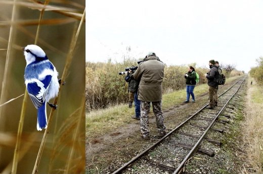 A fantasztikus megjelenésű madár és néhányan a megfigyelők közül (Fotók: Orbán Zoltán) A fantasztikus megjelenésű madár és néhányan a megfigyelők közül (Fotók: Orbán Zoltán)