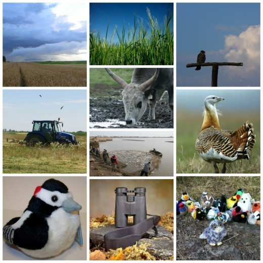 A Natura 2000 játéksorozat célja a gyerekek természetvédelmi ismereteinek bővítése (Fotók: MME archívum). A Natura 2000 játéksorozat célja a gyerekek természetvédelmi ismereteinek bővítése (Fotók: MME archívum).
