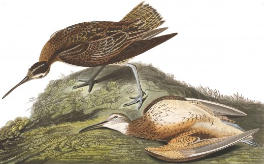 John James Audubon rajza az eszkimópólingról