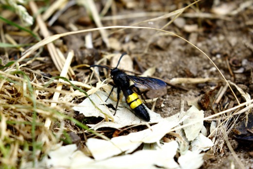 A sötétszárnyú tőrösdarázs a rovarcsoport egyik leggyakrabban látható, településeken is előforduló faja (Fotó: Orbán Zoltán).