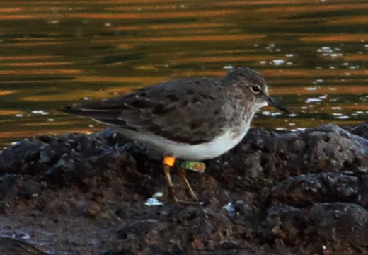 Magyar gyűrűs Temminck-partfutó Máltán (Raymond Galea, Birdlife Málta) Magyar gyűrűs Temminck-partfutó Máltán (Raymond Galea, Birdlife Málta)