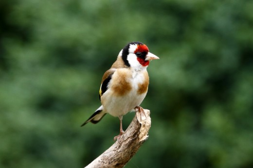 2017 év madara – a tengelic (Fotó: Orbán Zoltán).