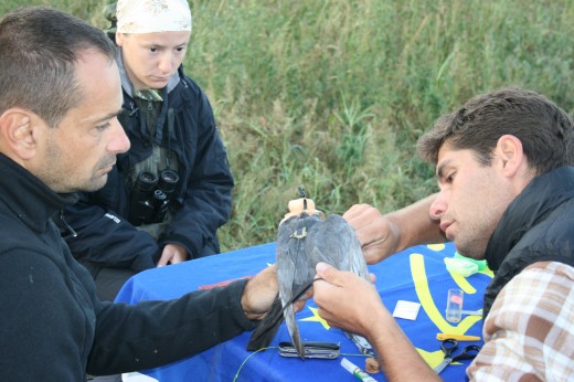 „Ubul” jeladózása – 2014.09.14-15., Duna-delta, Románia „Ubul” jeladózása – 2014.09.14-15., Duna-delta, Románia