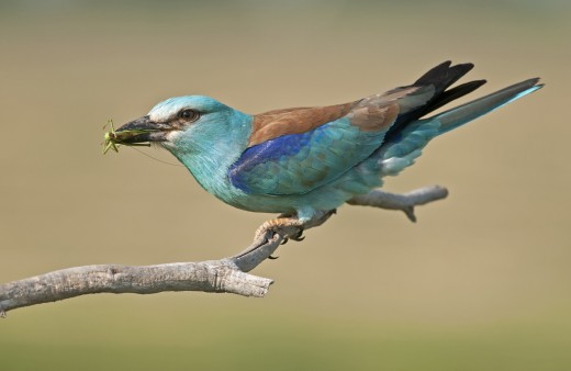 Szalakóta (Fotó: Horváth Tibor). Szalakóta (Fotó: Horváth Tibor).