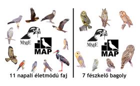 MAP kihívások a ragadozó madarak kedvelőinek