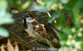 House Sparrow