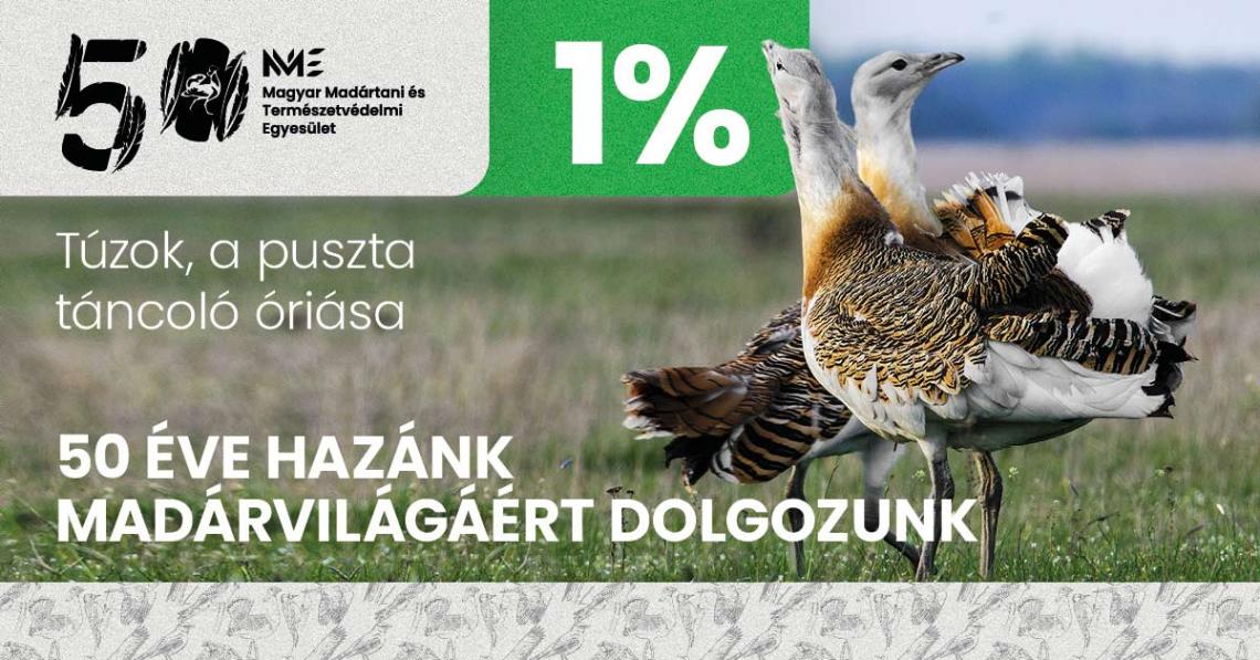 Támogassa adója 1%-ával természetvédelmi munkánkat! Túzok, a puszta táncoló óriása a 