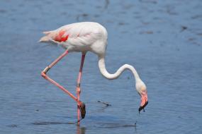 rózsás flamingó