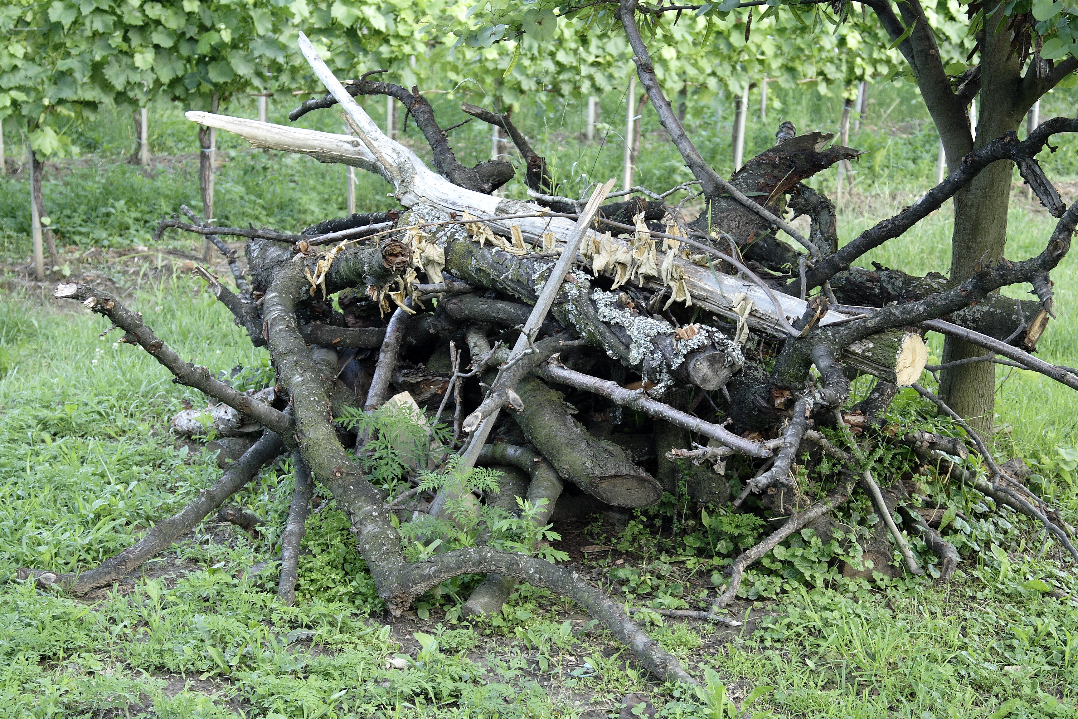 Egérvár