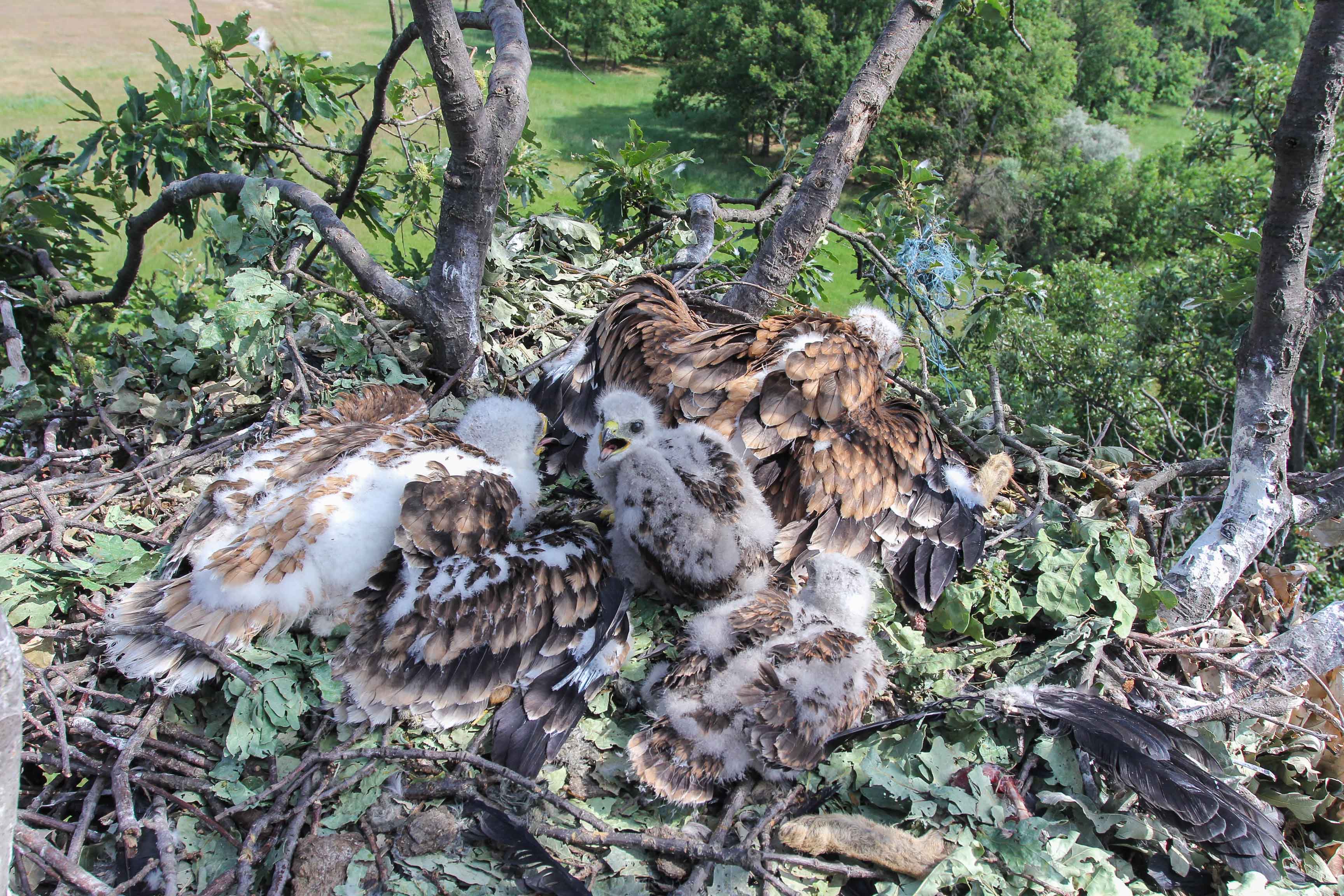 Az első, 2014-es eset még különlegesebb volt, mert akkor két egerészölyv-fióka nevelkedett fel két parlagisas-fióka mellett a sasfészekben (fotó: Juhász Tibor)