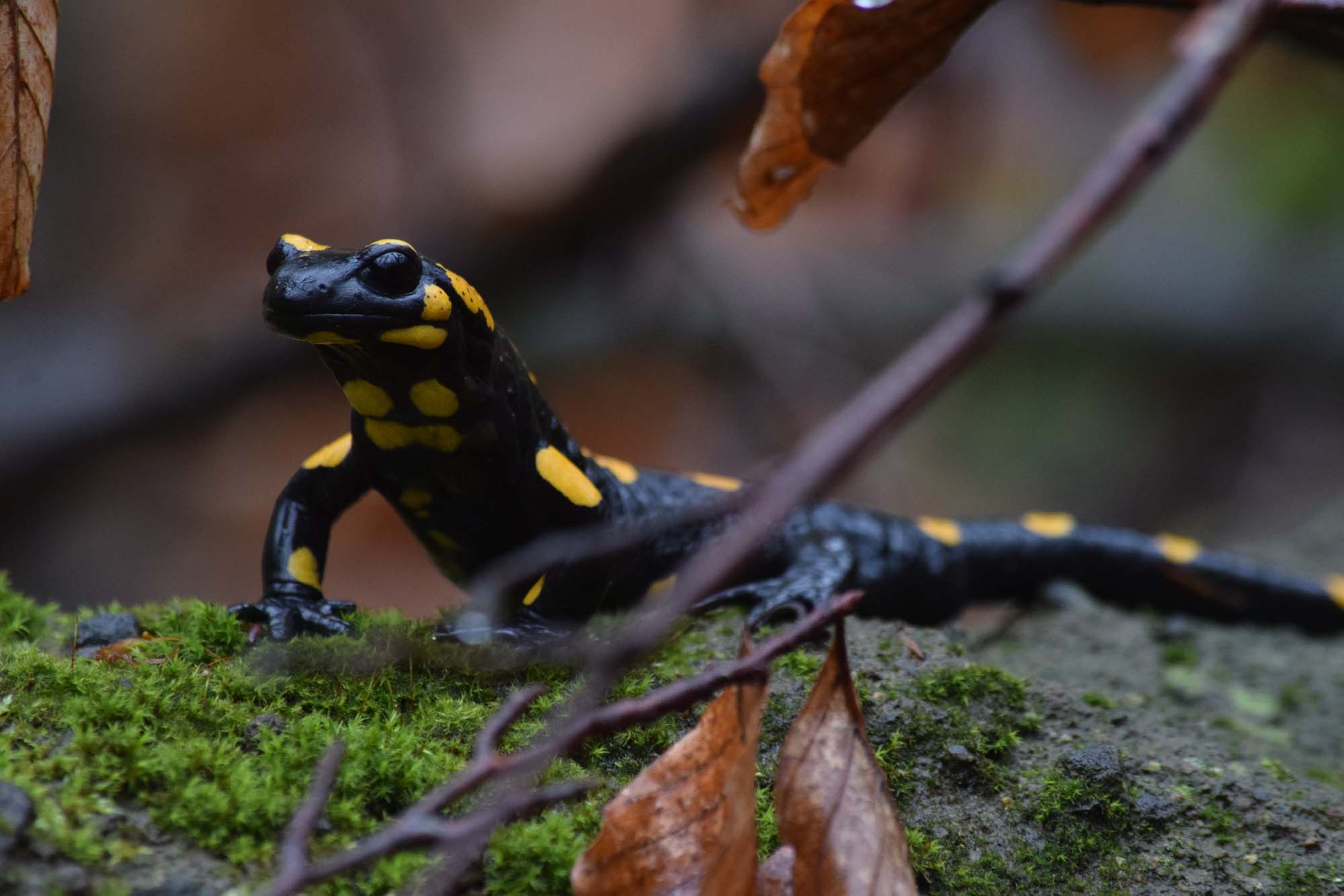 Foltos szalamandra