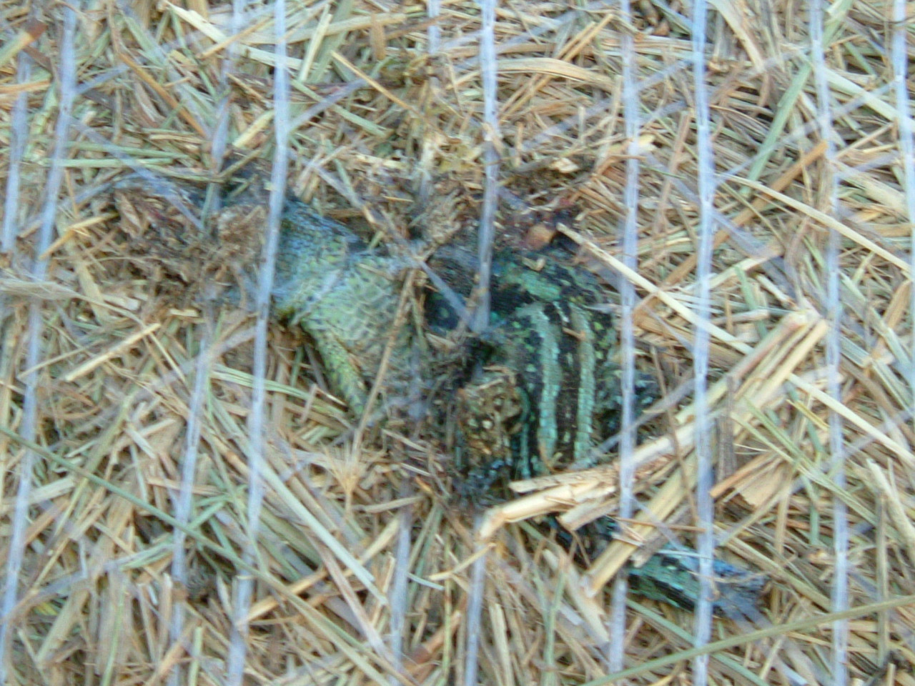 bála