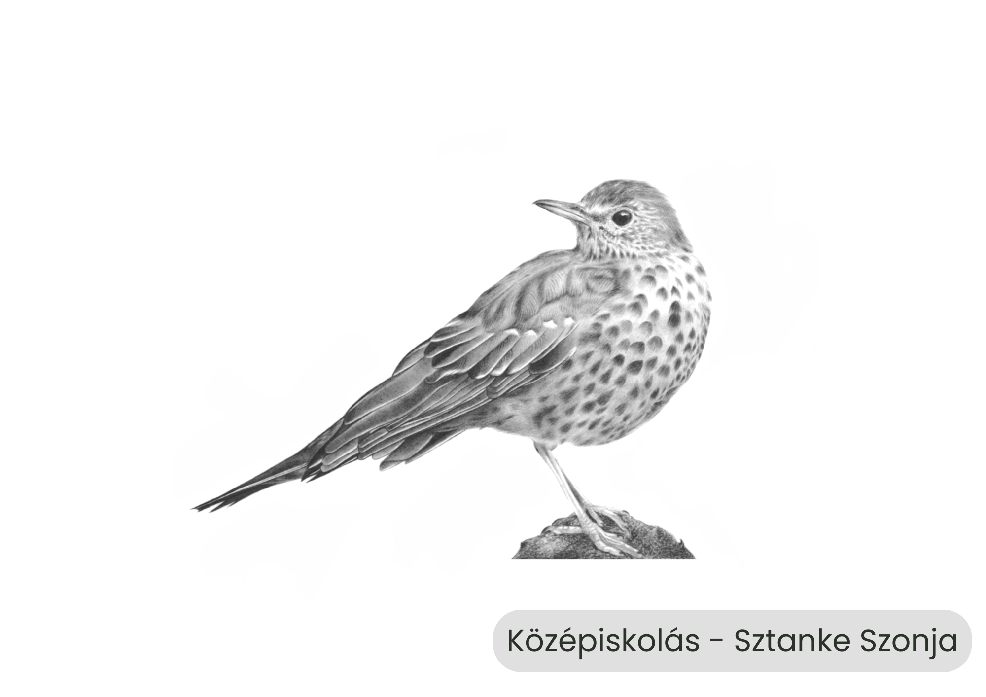 "Év madara, az énekes rigó" rajzpályázat helyezettjei