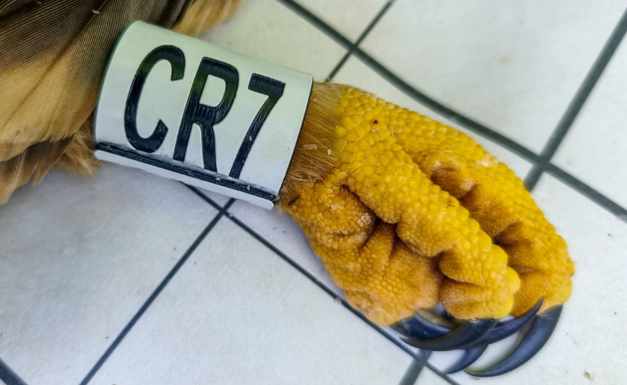 Parlagi sas gyűrűzés CR7
