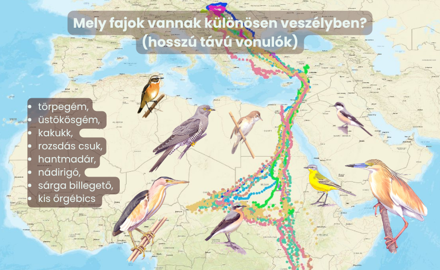 klímaváltozás és vonulás