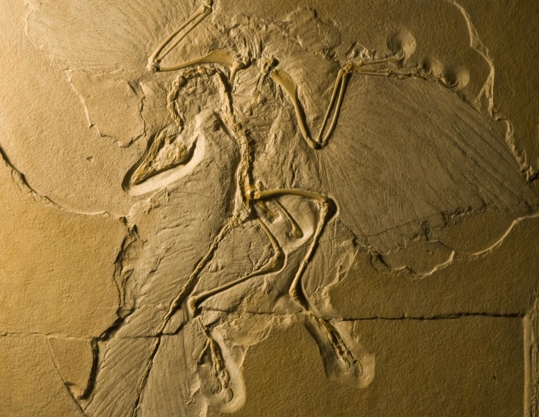 Az Archaeopteryx az eddig ismert legkorábbi és legprimitívebb, még fogakkal rendelkező madár, mely 140 millió évvel ezelőtt élt.  