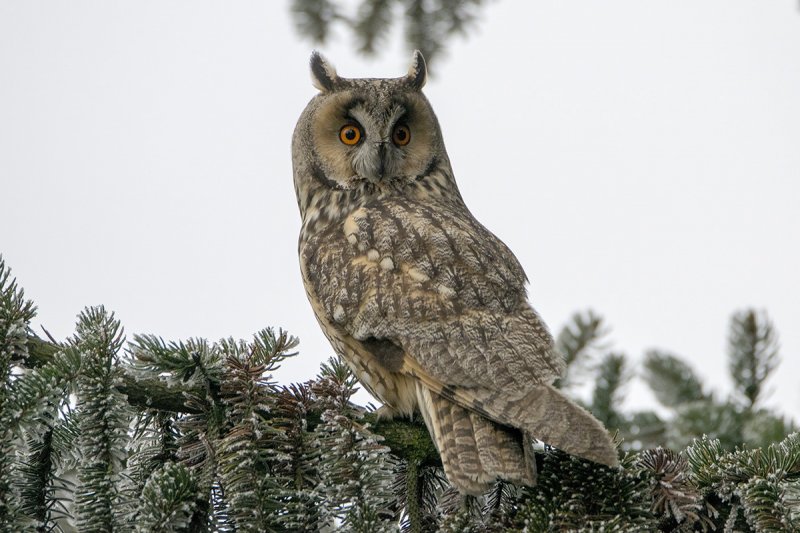 Erdei fülesbagoly (Fotó: Balog László) Erdei fülesbagoly (Fotó: Balog László)