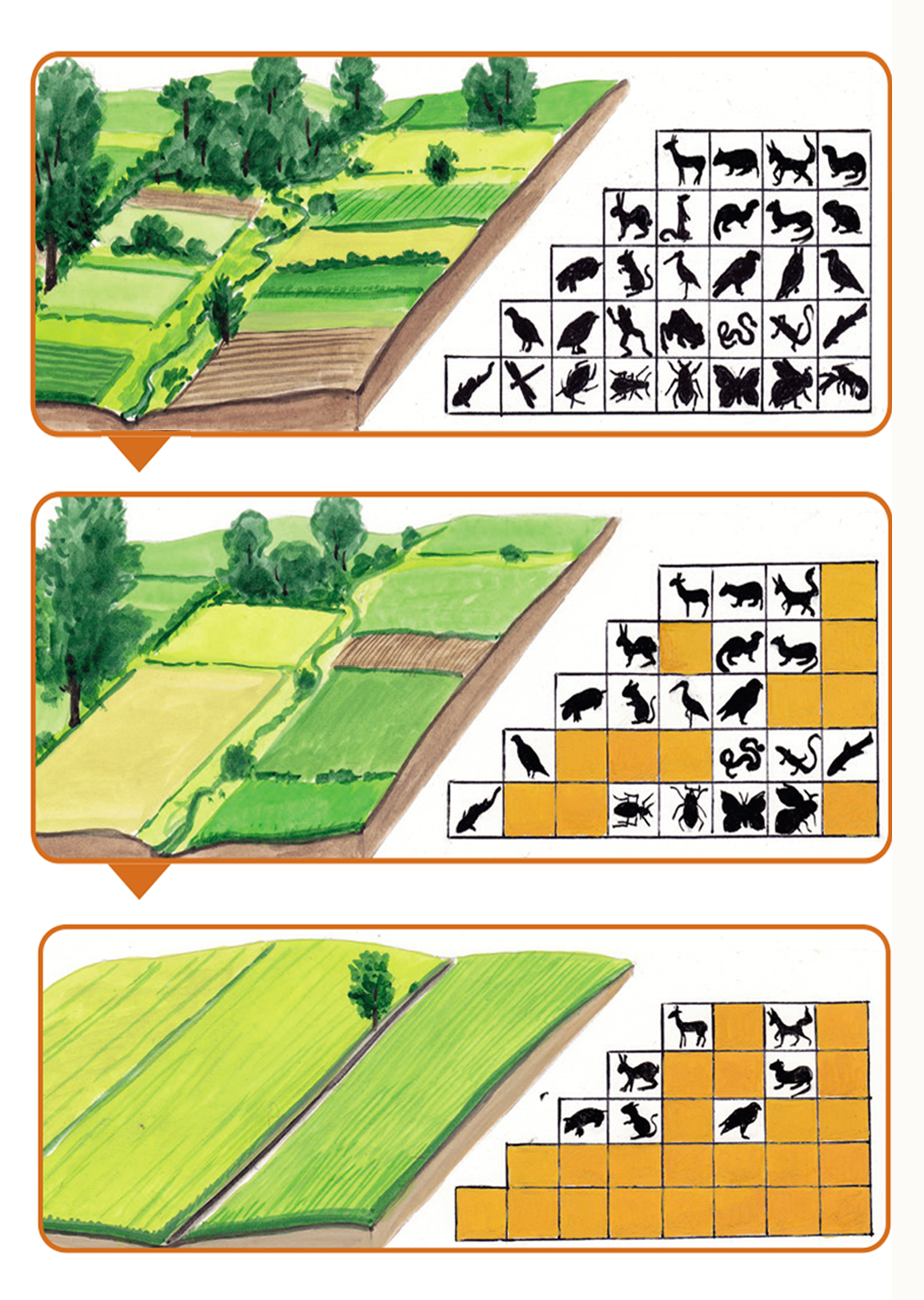 Biodiverzitás alakulása a mezőgazdaság intenzívebbé válása tükrében (Grafika: Zsoldos Márton)