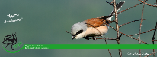 Mezők-szántók madaraihoz kapcsolódó természetvédelmi problémakör
