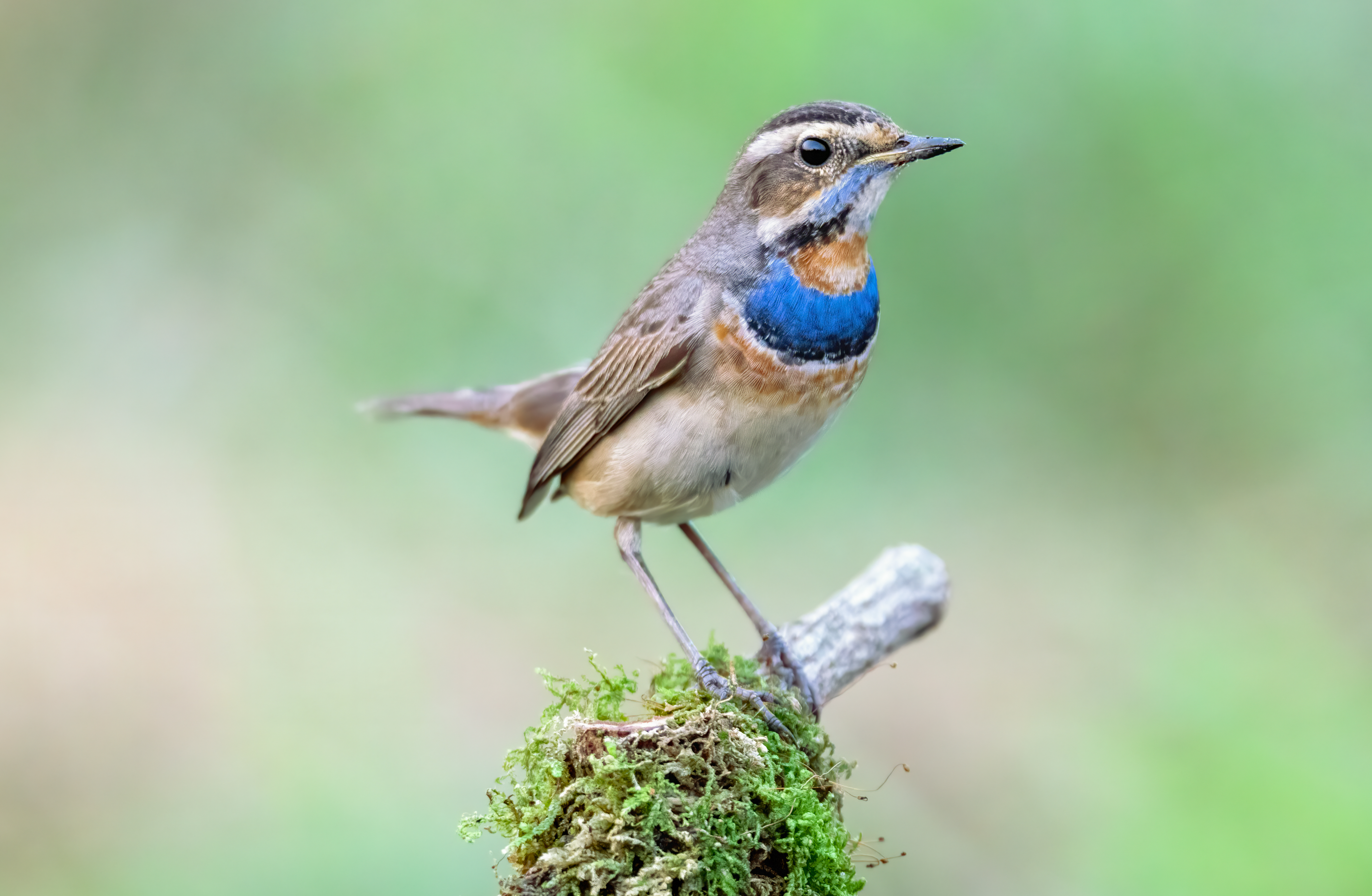 https://www.mme.hu/sites/default/files/binary_uploads/cikkek_2021/20210624_evmadara/male-bluethroat-perching-tree-branch-thailand.jpg