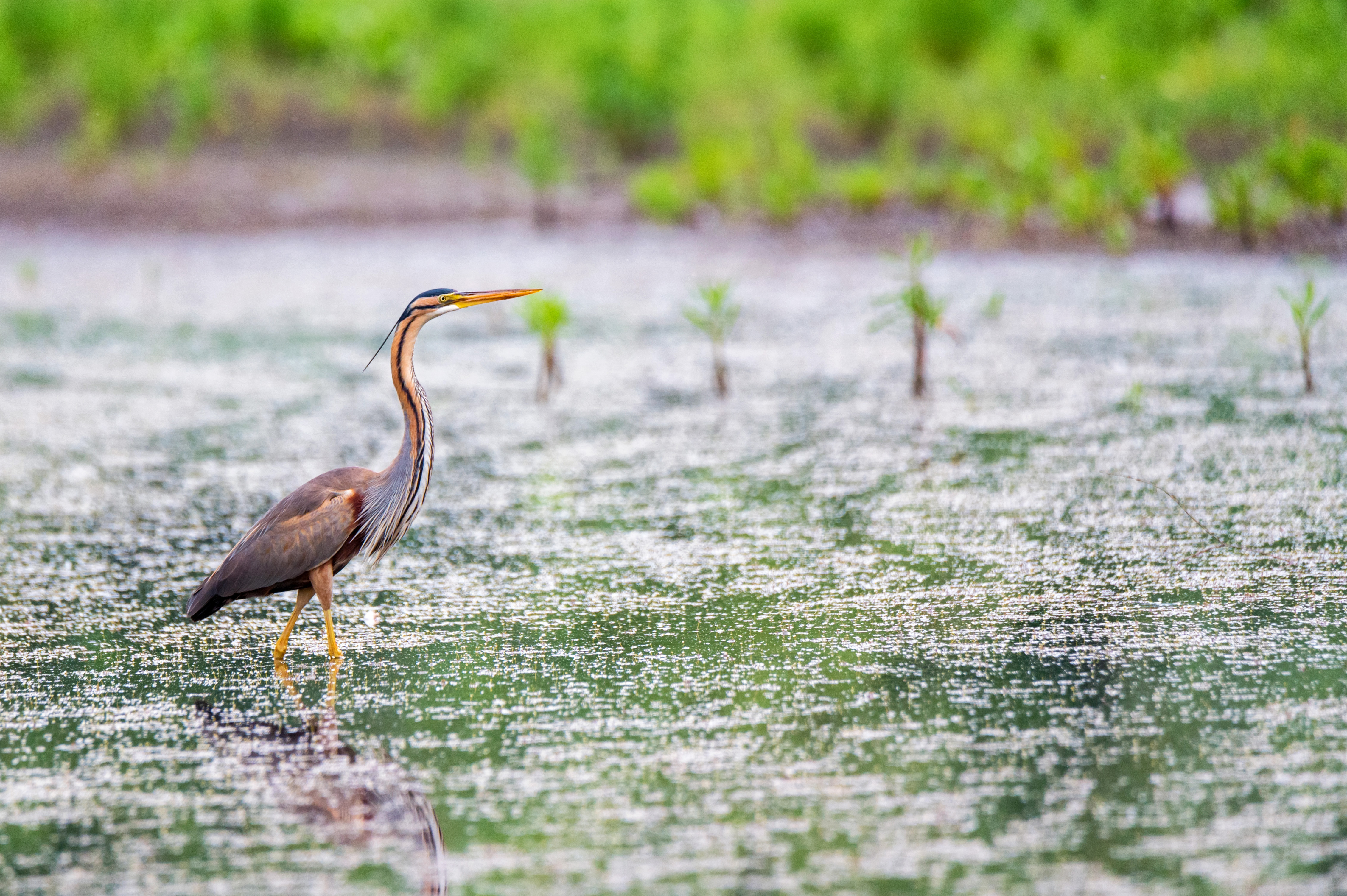 https://www.mme.hu/sites/default/files/binary_uploads/cikkek_2021/20210624_evmadara/purple-heron-wading-pond.jpg