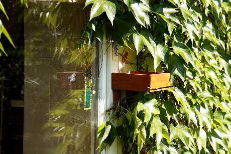 Feketerigó-fészektálca ablak mellé kihelyezve (Fotó: Orbán Zoltán).