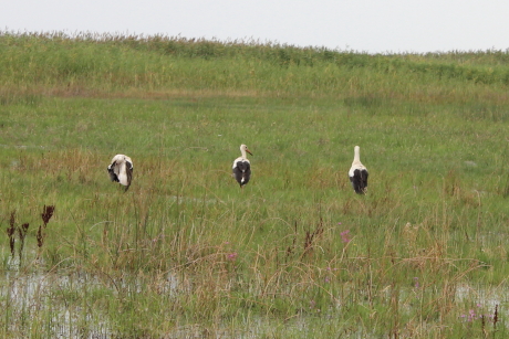 Fehér gólyák (Fotó: Szász Péter)