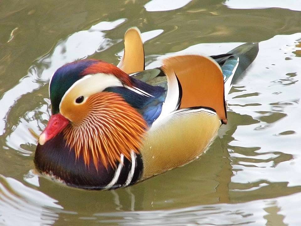 Mandarinréce Egerben (Fotó: Császár Mónika) Mandarinréce Egerben (Fotó: Császár Mónika)