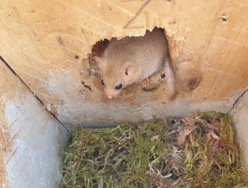 Mogyorós pele a Homoktövis Természetvédelmi Területen (Fotó: Lendvai Csaba) Mogyorós pele a Homoktövis Természetvédelmi Területen (Fotó: Lendvai Csaba)