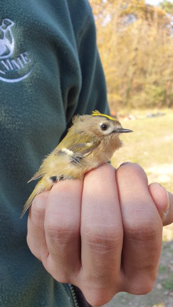 Hazánk legkisebb madara, a sárgafejű királyka (Fotó: Lendvai Csaba)