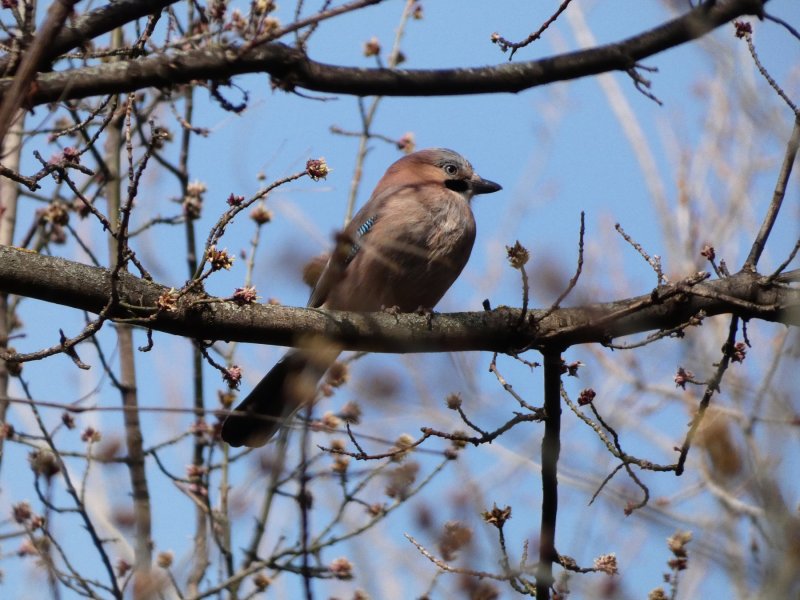 Szajkó (Fotó: Lőrincz Marcell) Szajkó (Fotó: Lőrincz Marcell)