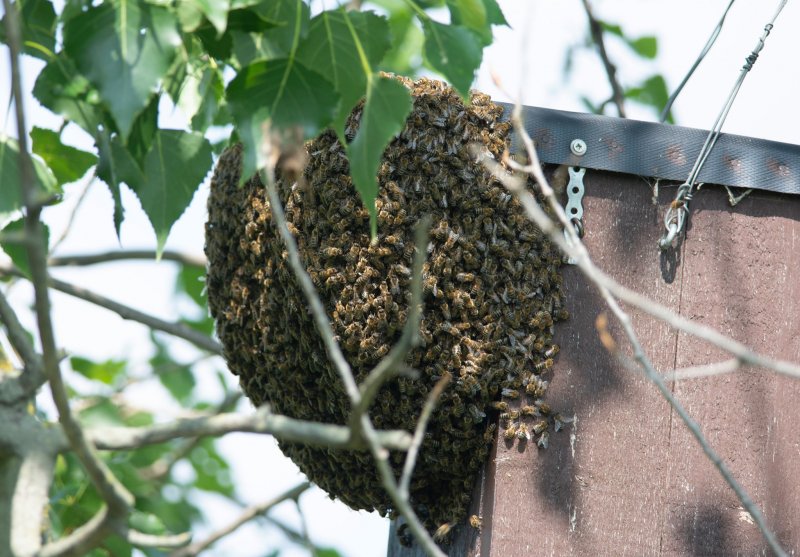 Méhek által megszállt odú (Fotó: Lendvai Csaba)