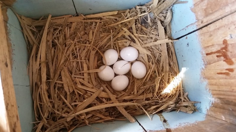 Hat tojásos szalakóta fészekalj (Fotó: Lendvai Csaba)