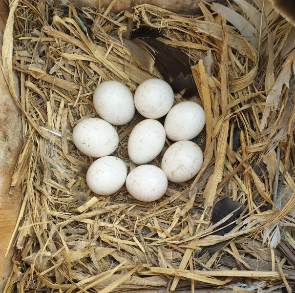 8 tojásos fészekalj (Fotó: Lendvai Csaba)